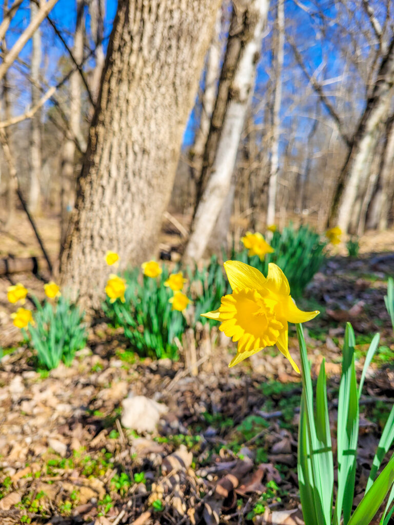 Percy Warner Spring Flowers